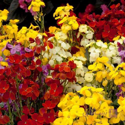 بذر شب بوی خیری — تصویر 1