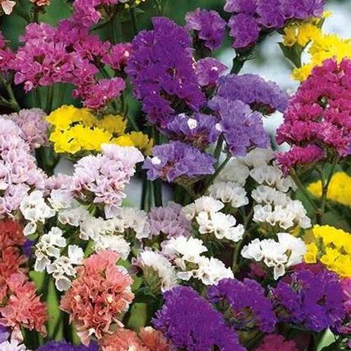 بذر عمده گل استاتیس — تصویر 1