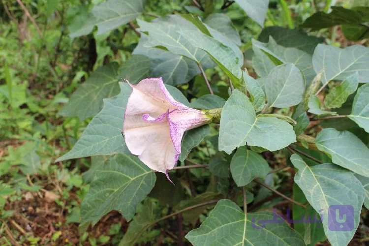 بذر گل داتوره عطری Datura — تصویر 1