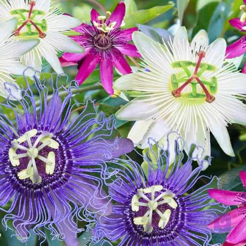 بذر گل ساعتی رونده Passiflora — تصویر 1