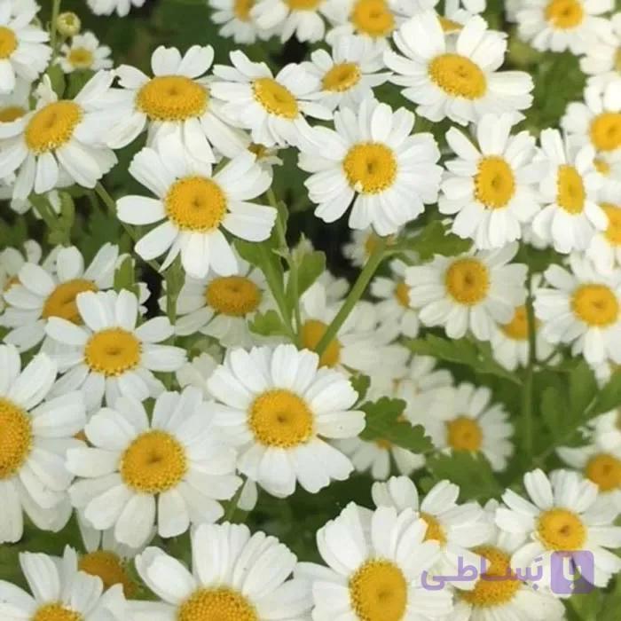 بذر عمده گل بابونه زینتی — تصویر 1