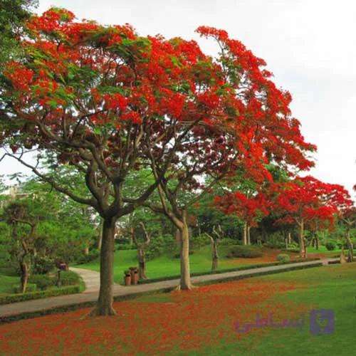 بذر درخت مشعل Delonix regia — تصویر 1