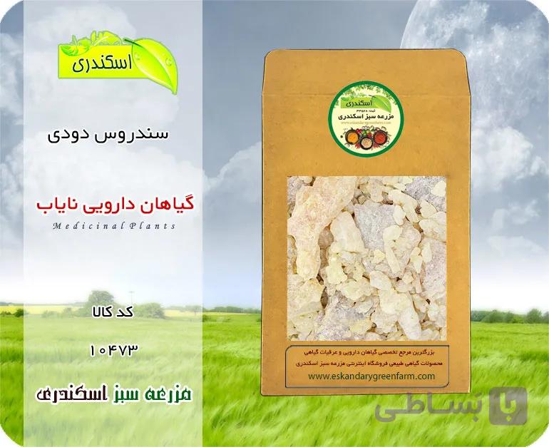 سندروس دودی نایاب | گیاه دارویی کم‌یاب