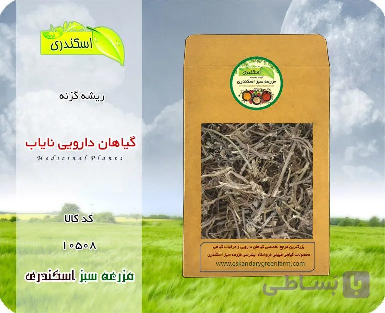 ریشه گزنه
