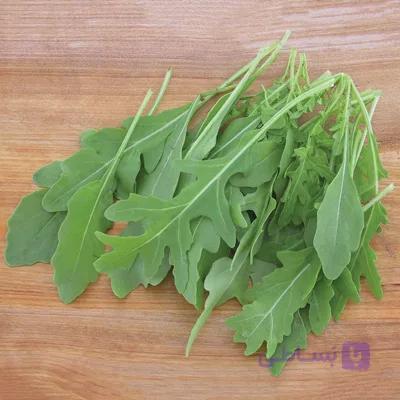 بذر راکولا سیلوتا بسته ۵۰ عددی — تصویر 1