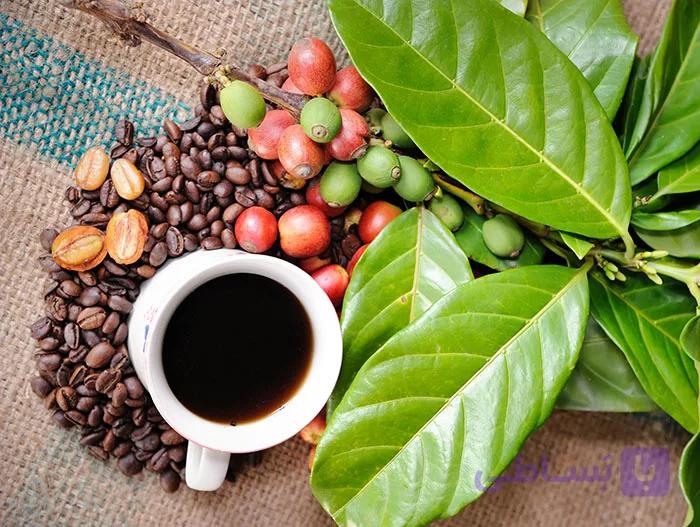 بذر قهوه عربیکا خوش عطر کلمبیایی بسته 5 عددی — تصویر 1