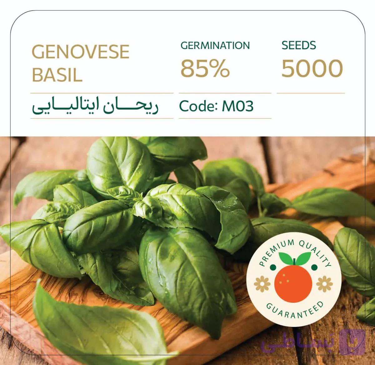 بذر ریحان ایتالیایی گنووس خوش عطر بسته 5000 عددی راشا ⭐ — تصویر 1
