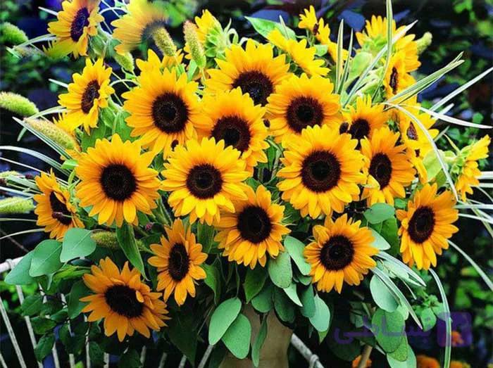 بذر گل آفتابگردان زینتی زرد پرگل بسته 50 عددی — تصویر 1