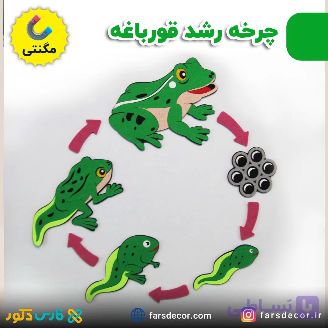 چرخه رشد قورباغه نمدی مگنتی — تصویر 1
