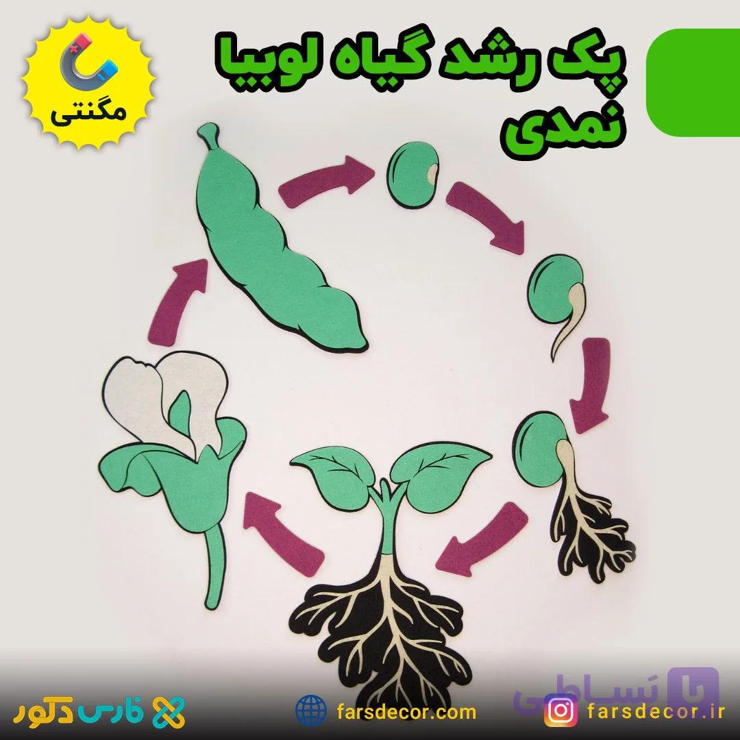 چرخه رشد گیاه لوبیا نمدی (مگنتی) — تصویر 1