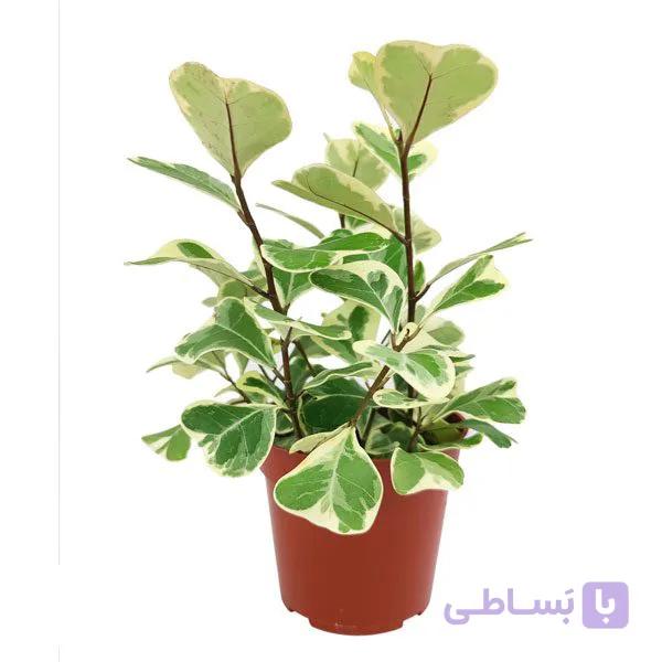 گیاه فیکوس دلتا ابلق‎ — تصویر 1