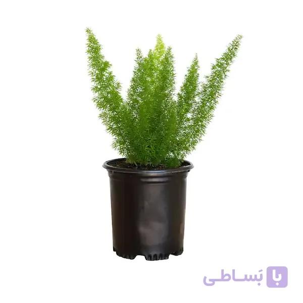 گیاه شویدی دم روباهی‎ — تصویر 1