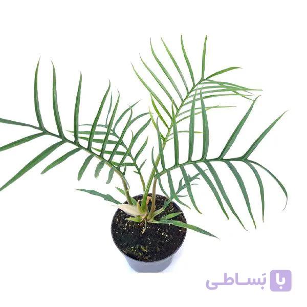 گیاه فیلودندرون تورتوم (شاخ گوزنی)‎‎ — تصویر 1
