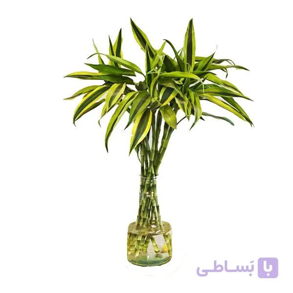 گیاه بامبو ابلق رومیزی‎ — تصویر 1