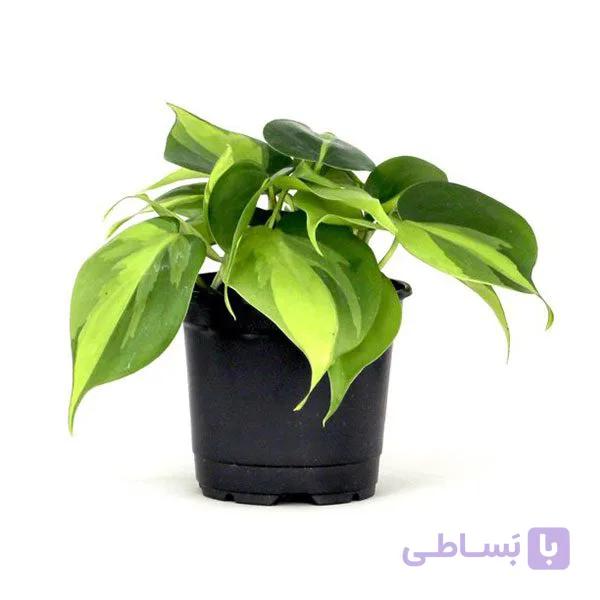 گیاه اسکاندنس ابلق — تصویر 1