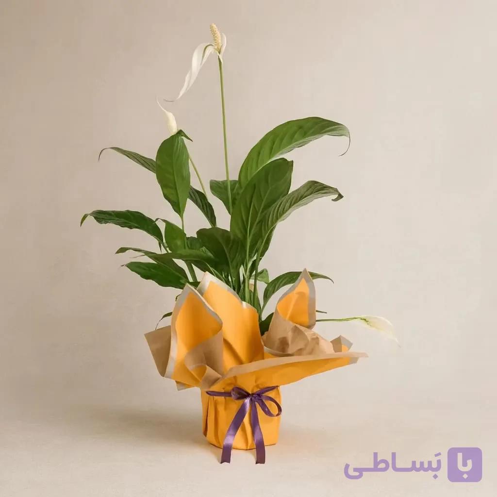 اسپاتی فیلوم در گلدان با دسته گل زرد و روبان بنفش کد112 (ترکیه) — تصویر 1