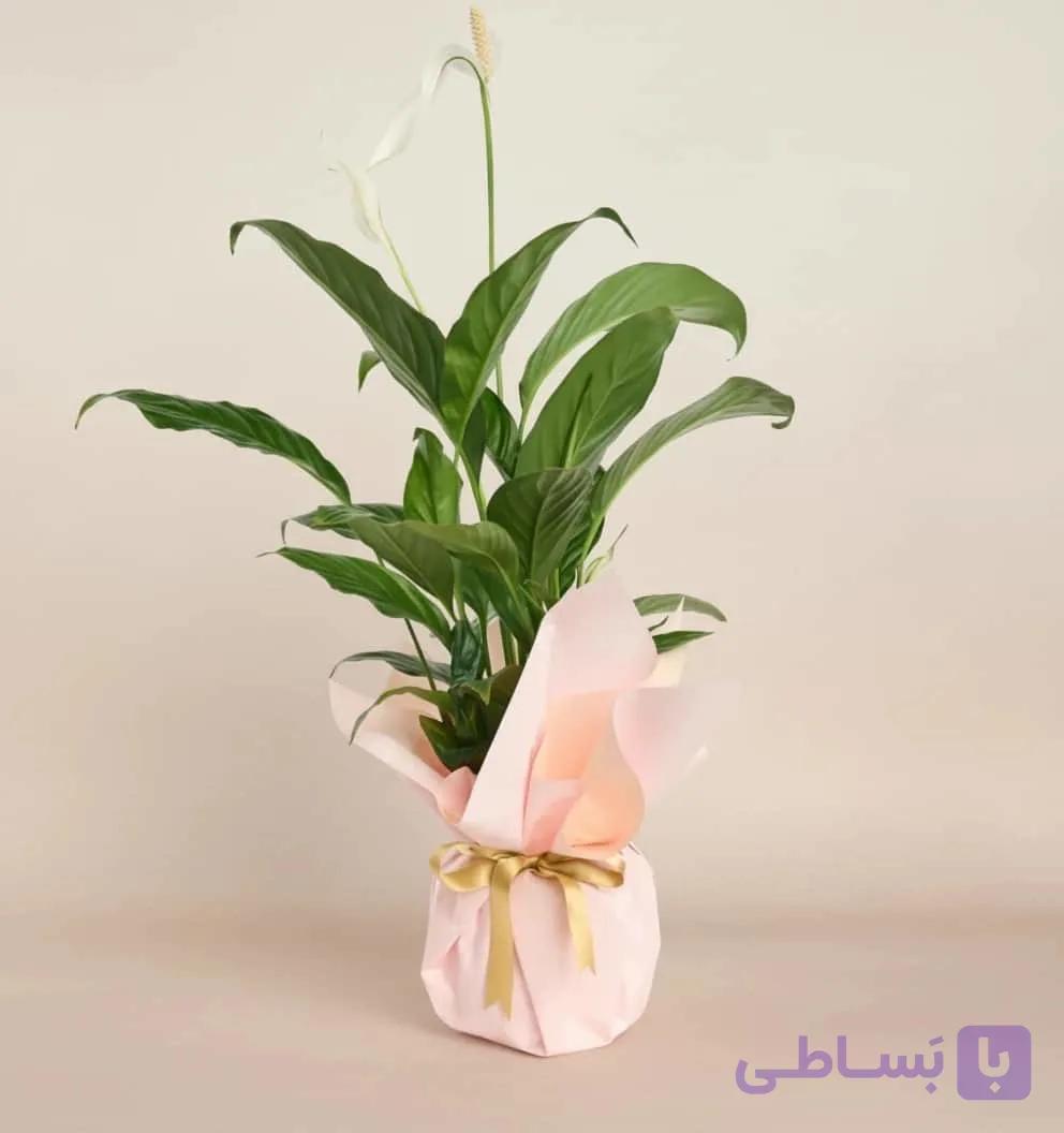 دسته گل کرم پودری اسپاتی فیلوم گلدانی کد142 (ترکیه) — تصویر 1