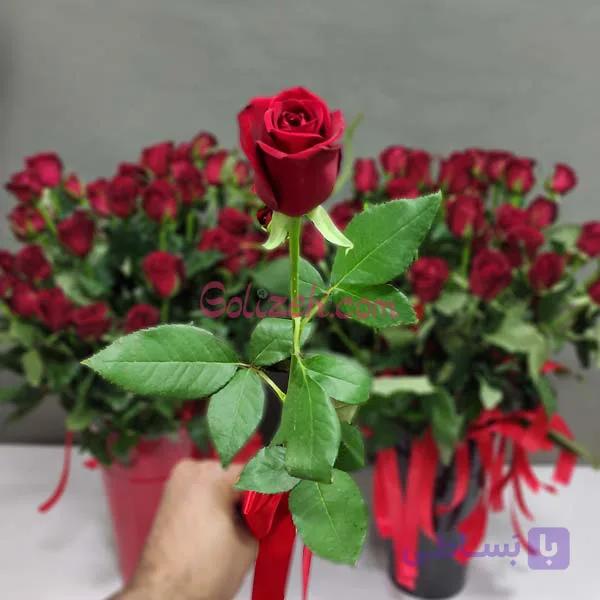 رز تک شاخه عمده شرکتی — تصویر 1
