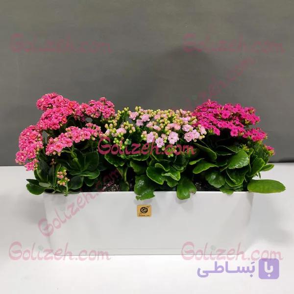 گیاه گلدار کالانکوئه — تصویر 1