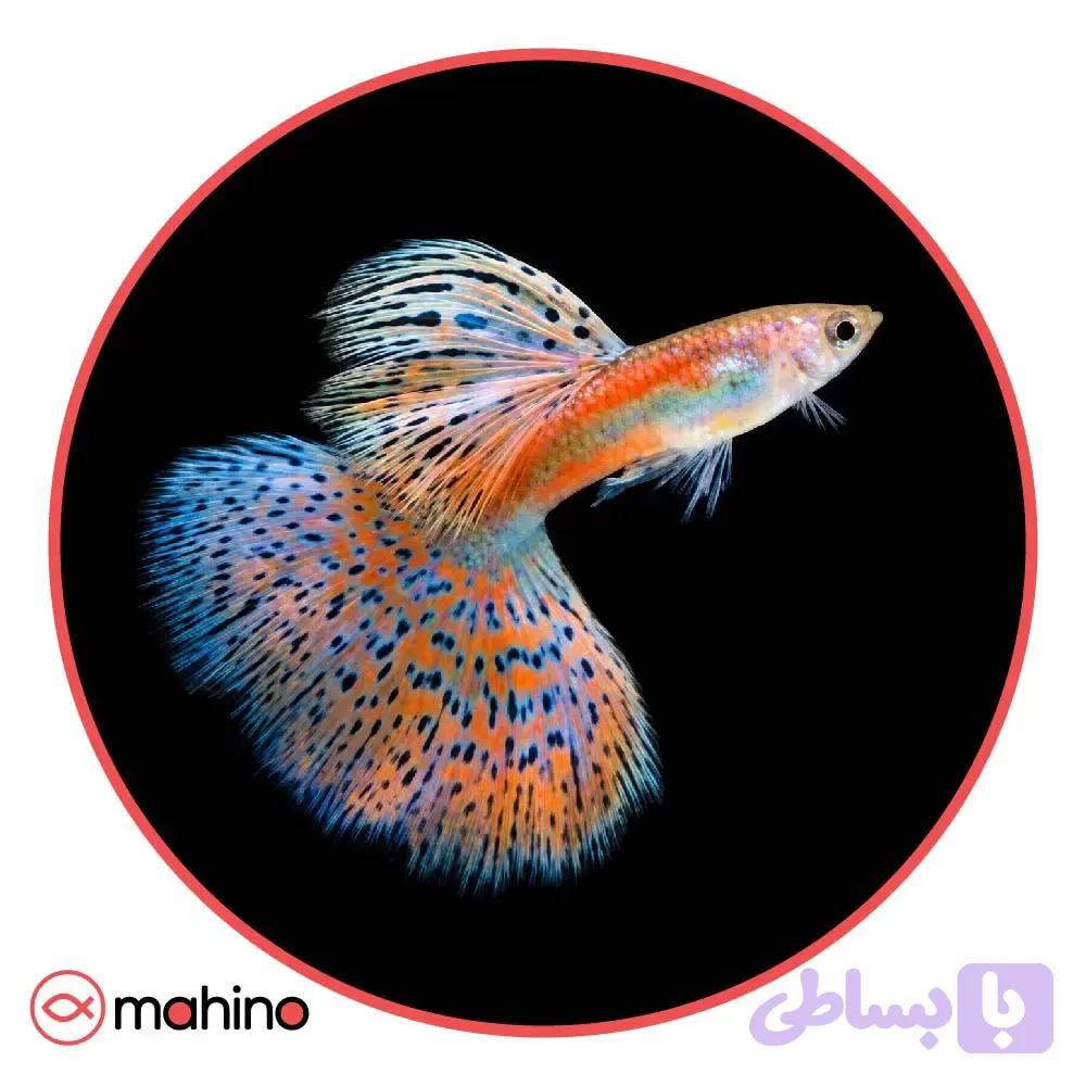 ماهی گوپی رد گرس (جفت)