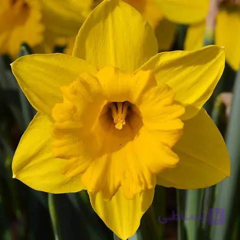 پیاز گل نرگس هلندی رقم daffodil Carlton — تصویر 1