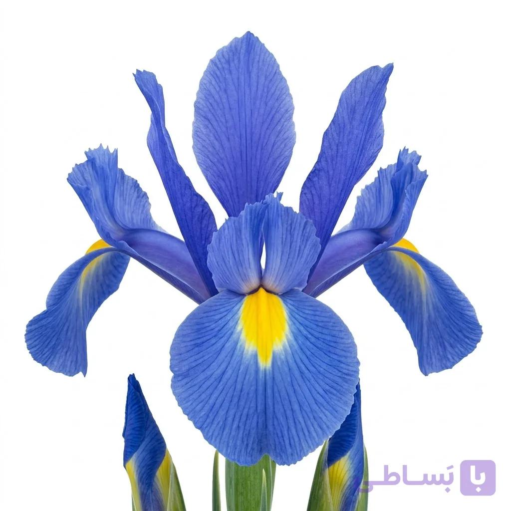 پیاز گل زنبق هلندی رنگ آبی آسمانی