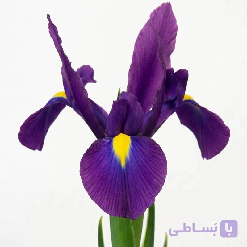 پیاز گل زنبق هلندی بنفش سیر — تصویر 1