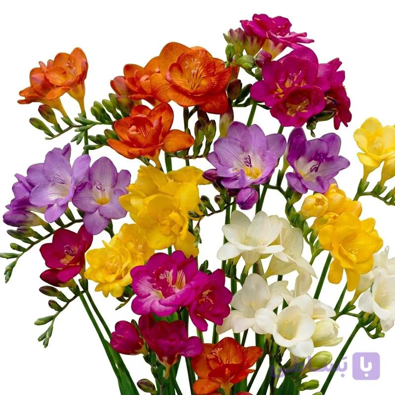 پیاز گل فریزیا میکس 4 عددی — تصویر 1