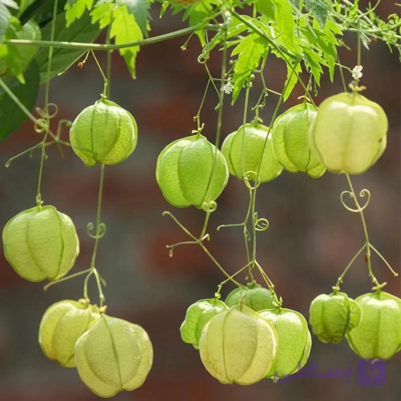 بذر پیچک بالون عشق بسته 6 عددی