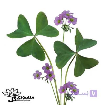 پیاز گل اکسالیس سبز
