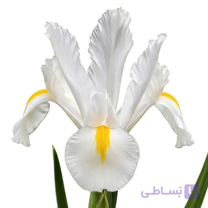 پیاز گل زنبق هلندی سفید — تصویر 1