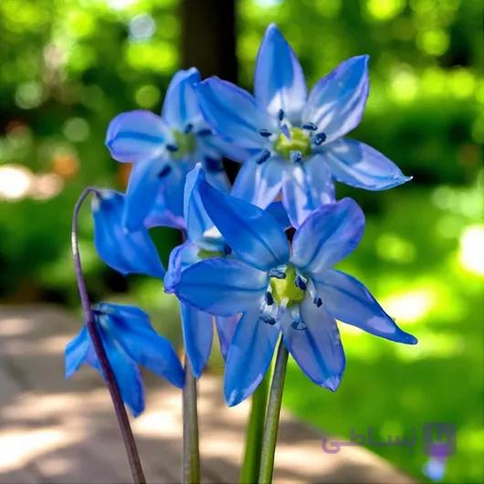 پیاز گل Scilla Siberica Blue — تصویر 1