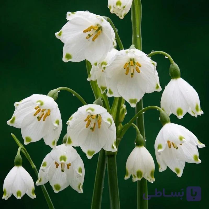 پیاز گل leucojum aestivum — تصویر 1