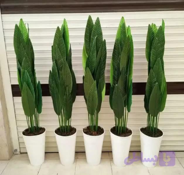 درختچه پرنده بهشتی 170 سانت 20 برگ — تصویر 1