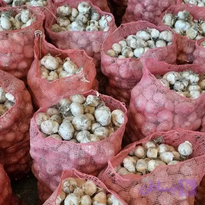 موسیر کوهی همدان کیلویی و تناژ