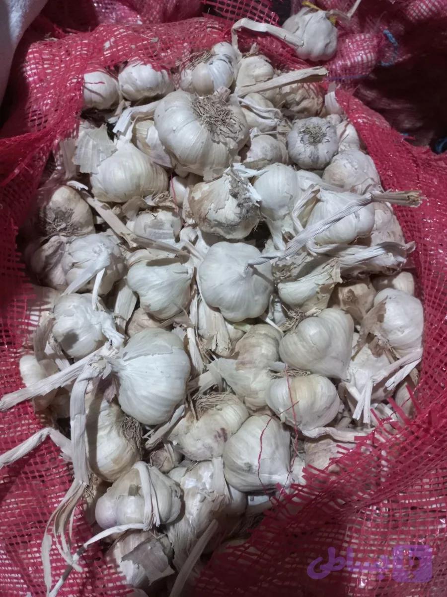 سیر سفید خشک همدان