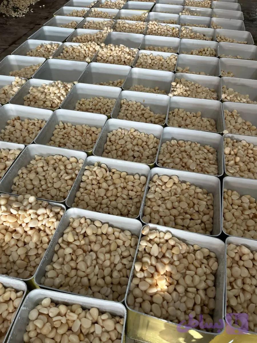 حلب سیر بلانچ (حبه مرواریدی با سرکه)