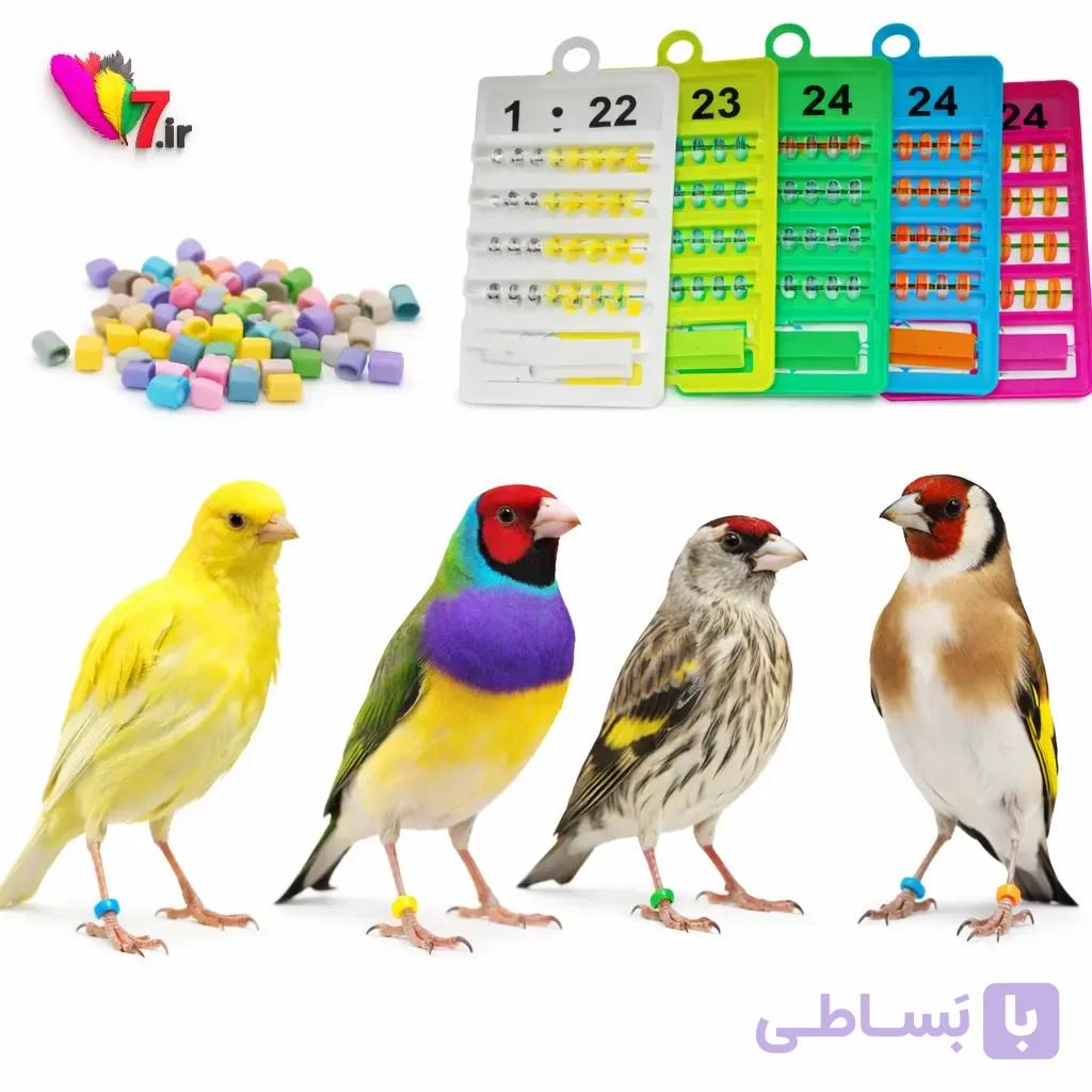 حلقه پا ،قناری،فنج،سهره — تصویر 1