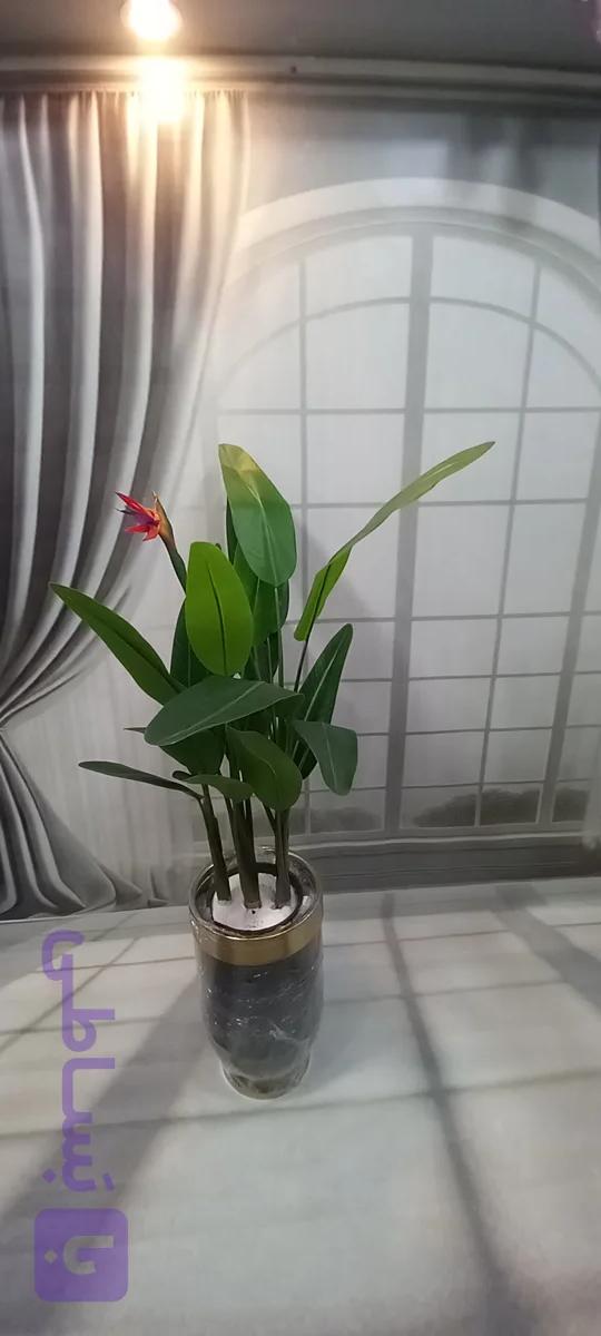درختچه پرنده بهشتی مدل برگ سوزنی ۱۳۰ گل دار با رگبرگهای های کاملا مشابه طبیعی/ارسال فوری