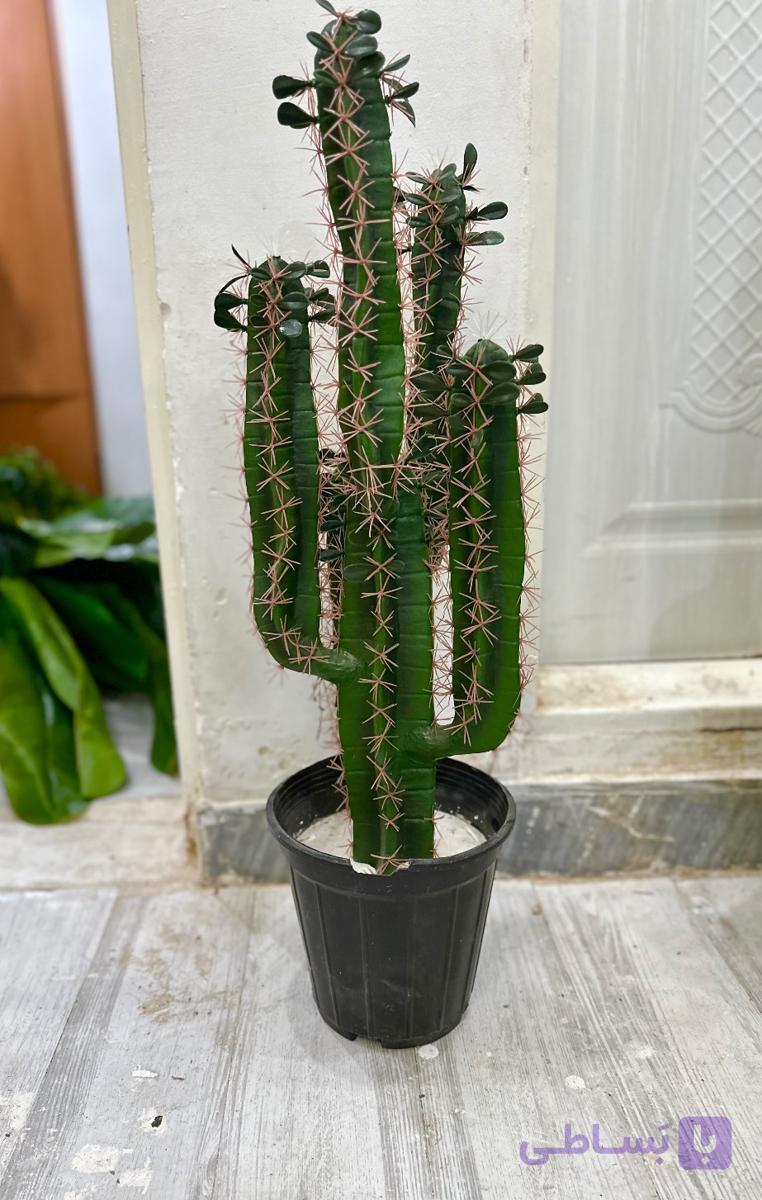 گل کاکتوس مصنوعی درجه‌ یک وارداتی قابل شستشو شباهت زیاد به طبیعی +ارسال فوری