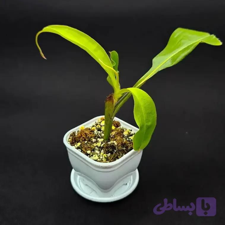 گیاه طبیعی نپنتس حشره خوار نژاد رد وایکینگ x آمپولاریا (سایز1)