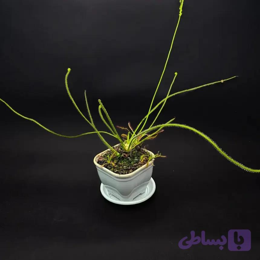 گیاه طبیعی دروزرا حشره خوار نژاد فیلیفورمیس(سایز3)