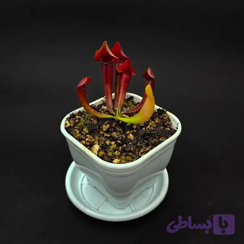 گیاه طبیعی ساراسنیا حشره خوار نژاد مارون (سایز1)