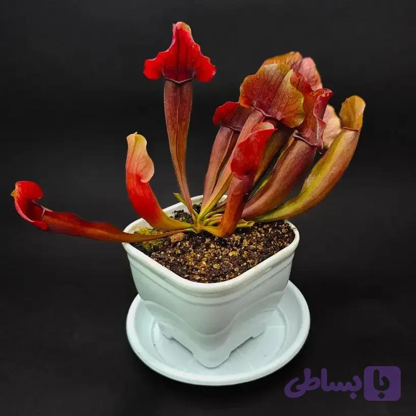 گیاه طبیعی ساراسنیا حشره خار نژاد مارون (سایز3)