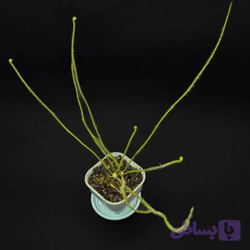 گیاه طبیعی دروزرا حشره خوار نژاد فیلیفورمیس(سایز2)