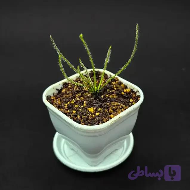 گیاه طبیعی دروزرا حشره خوار نژاد فیلیفورمیس(سایز1)