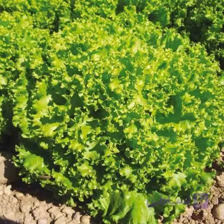 بذر کاهو فرانسوی سبز (کاهو فر سبز، لولو بیوندا) پاکت 5000 عددی