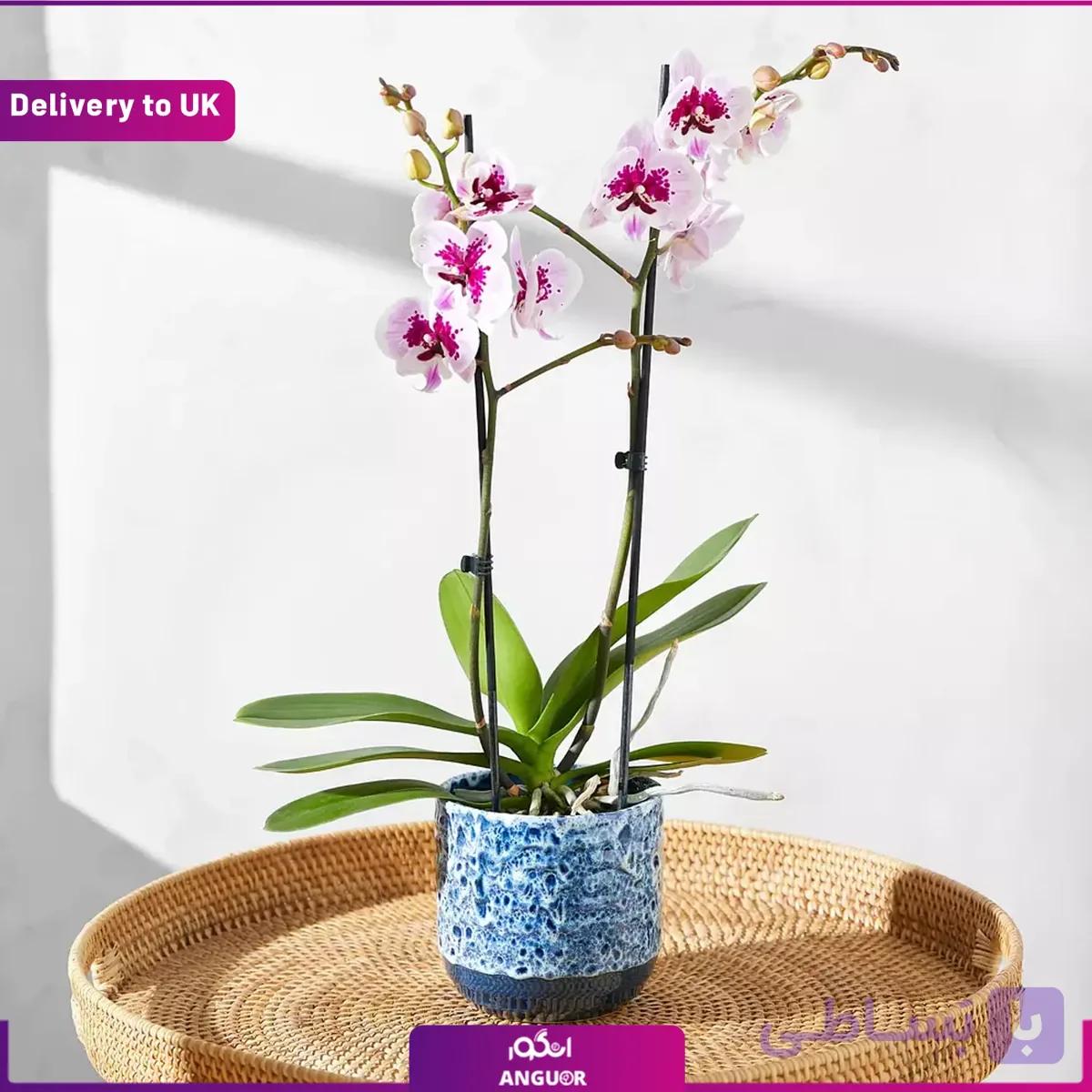 The Speckled Orchid (Delivery to UK)