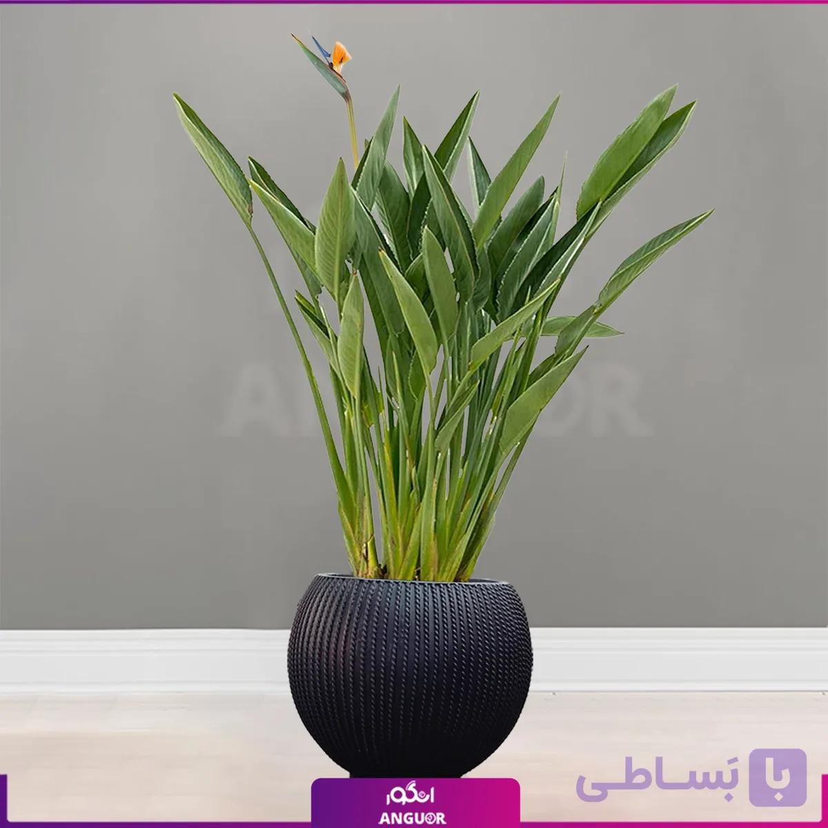 استرلیتزیا با گلدان فایبرگلاس مشکی طرحدار