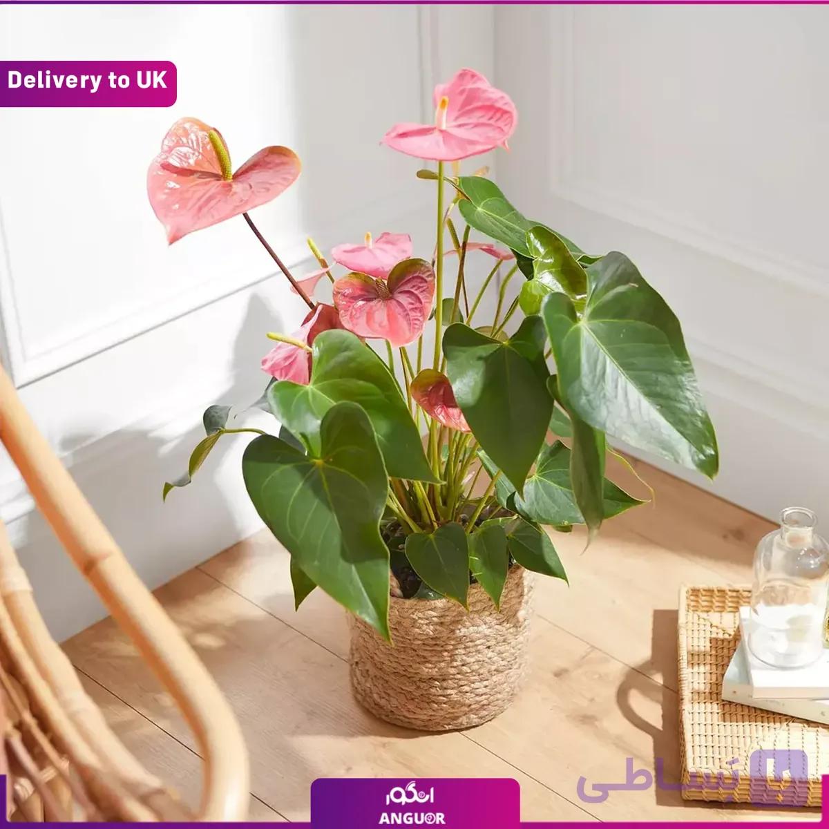 (Delivery to UK) Pink anthurium — تصویر 1